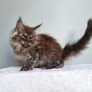 maine coon cat