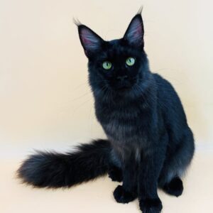 black kitten for sale