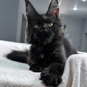 black Maine Coon