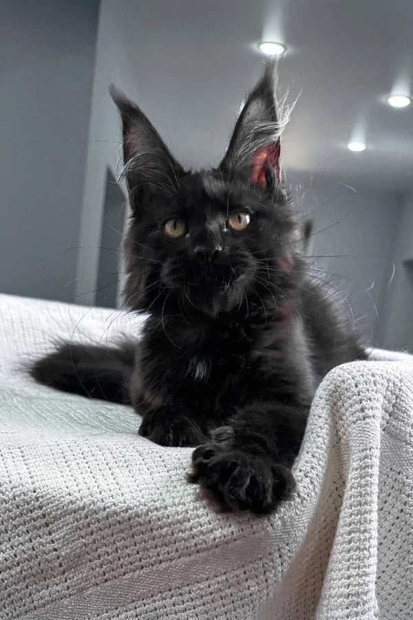 black Maine Coon