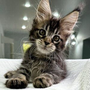 female polydactyl Maine Coon kitten