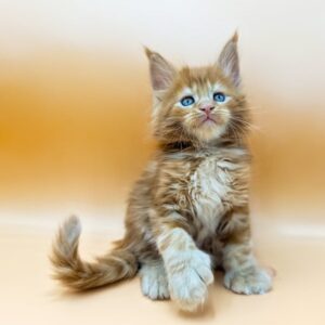 polydactyl Maine Coon