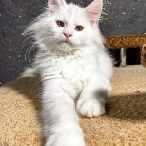 Aisha – White Maine Coon Kitten