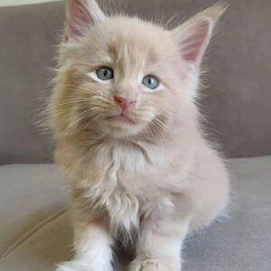 Maine Coon kitten