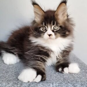 Polydactyl Maine Coon kitten
