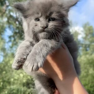 Maine Coon cat for sale