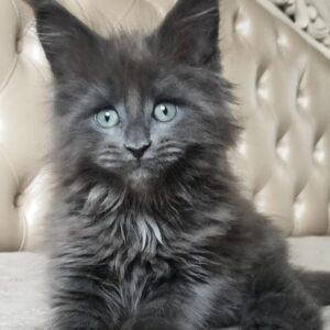 female Maine Coon kitten