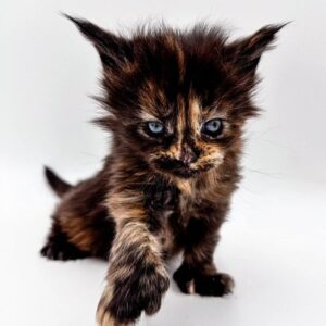 polydactyl Maine Coon cat