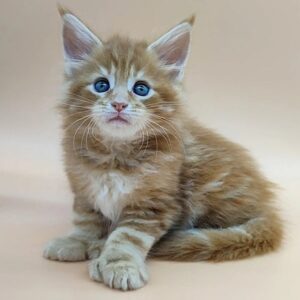 polydactyl Maine Coon tabby kitten