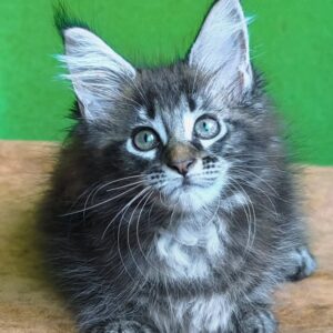 Maine Coon